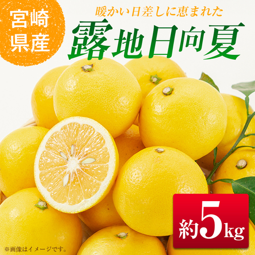 ＜2027年発送＞宮崎県産 露地日向夏 約5kg（満杯詰め）