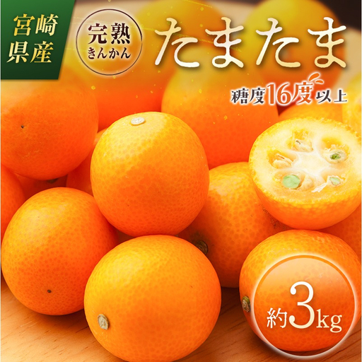 ＜2027年発送＞完熟きんかん「たまたま」約3kg 糖度16度以上 ブランド 金柑 柑橘 宮崎県産
