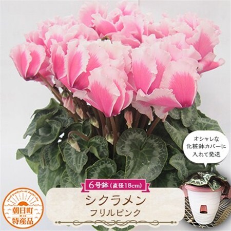 過去に農林水産大臣賞等複数受賞…シクラメン　フリルピンク　6号鉢(直径18cm)底面給水鉢【配送不可地域：離島・北海道・沖縄県】【1361040】