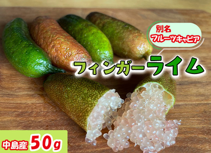 [2026年10月上旬から順次発送]フィンガーライム 50g 愛媛県 中島産| ライム 酸味 さっぱり 添え物 料理 チューハイ アルコール 炭酸 飲み物 飲料 産地直送 国産 愛媛 松山[NM0201]