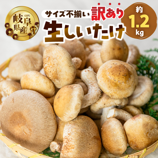大容量 訳あり 生しいたけ 約 1.2kg 大容量  まるごと家 [mt1622]