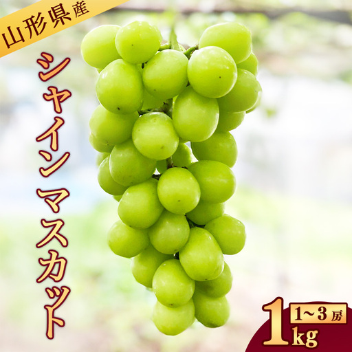 令和8年産 新鮮 シャインマスカット 1kg 山形県産 [2026年9月中旬から10月頃発送予定] ※配送不可 沖縄・離島