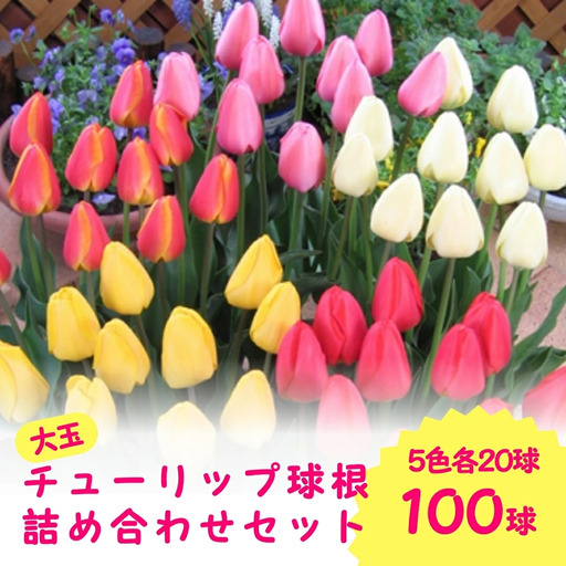 【期間限定】チューリップ球根（特大球）100球入 | 新潟県 球根 五泉市
