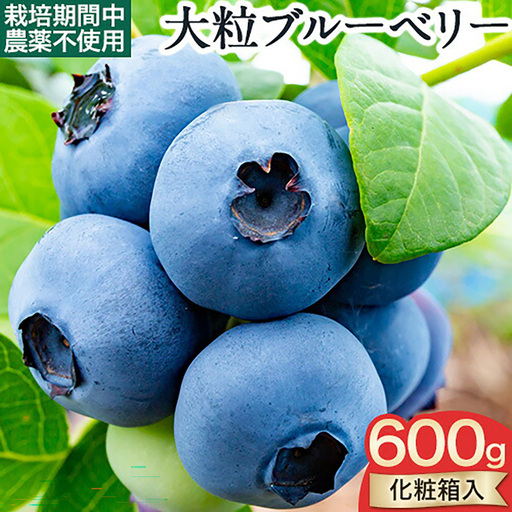 美馬の大粒 ブルーベリー