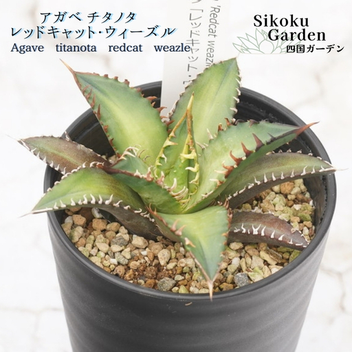 アガベ・チタノタ「レッドキャット・ウィーズル」 3.5号鉢 四国ガーデン 人気 多肉植物 インテリア 観葉植物 グリーン リラックス|