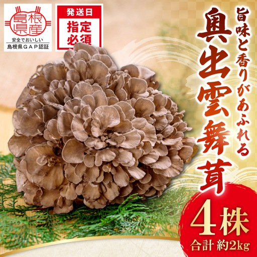 旨味と香りがあふれる奥出雲舞茸4株[舞茸 まいたけ きのこ 野菜 丸ごと 4株 約2kg 国産 無農薬 安全 安心 食物繊維 健康 産地直送 プレゼント ギフト 贈り物]