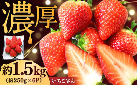 【2027年2月下旬発送】いちごさん 約1.5kg（約250g×6パック） / 佐賀県 / リフルット株式会社 [41ABAA003]