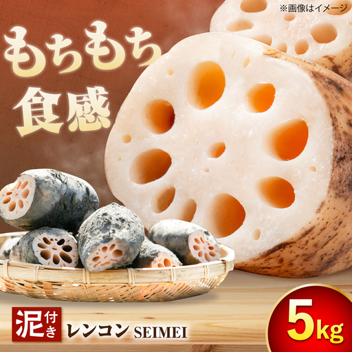 【8月中旬より順次発送】れんこん 5kg 「SEIMEI」 手掘り 蓮根 レンコン / 水谷グルッポ[AEBX002]