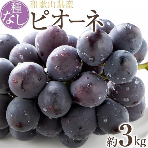 【新鮮・産直】和歌山かつらぎ町産たねなしピオーネ約3kg★2026年8月中旬頃より順次発送【TM127】