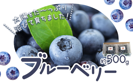 先行予約 ブルーベリー 約500g Blueberry garden IKEDA [2026年6月上旬-8月下旬頃出荷予定] [配送不可地域あり](北海道・沖縄・離島)