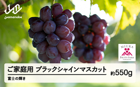 [先行予約]2026年 山形県山辺町産 ご家庭用 ブラックシャインマスカット(約550g)ふじのかがやき ぶどう 1房 令和8年産 2026年産 果物 フルーツ 2026年9月下旬から順次発送 bg-bufkk600
