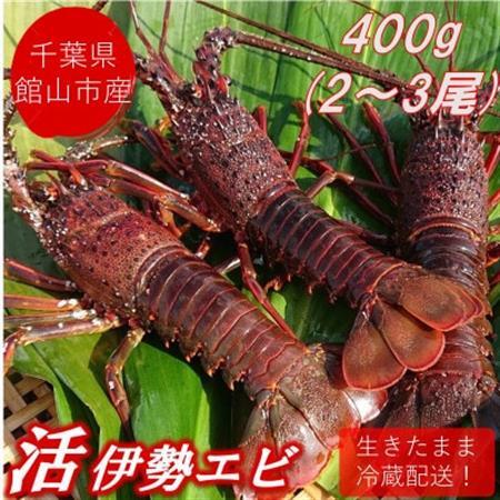 【先行予約】【金曜日発送】漁師直送!千葉県館山産 天然『活』伊勢海老 400g(2～3尾)【配送不可地域：離島・北海道・沖縄県・東北・中国・四国・九州】【1532963】