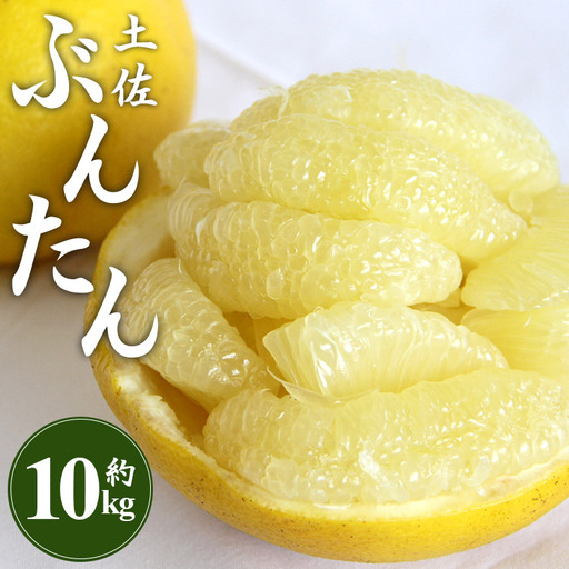 土佐文旦 10kg 文旦 ms-0092