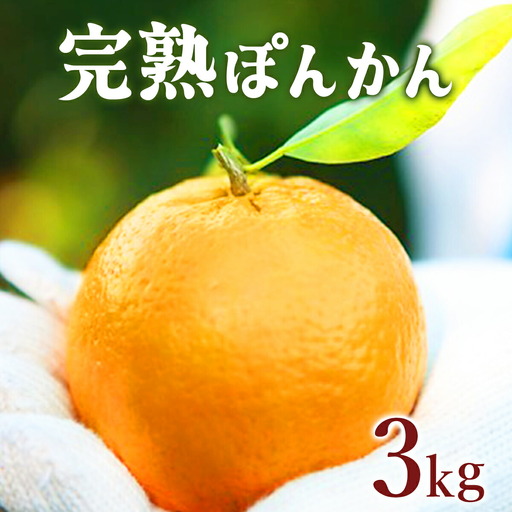 完熟ぽんかん[3kg][株式会社フクチャンFARM]
