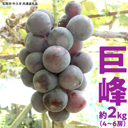 巨峰 (種あり) 約2kg (5〜8房) (石岡市 共通返礼品) ぶどう ブドウ 果物 フルーツ 旬 ぶどうの王様 人気 産直 採れたて 新鮮 秋 国産 [ 2026年9月中旬から発送開始 ]