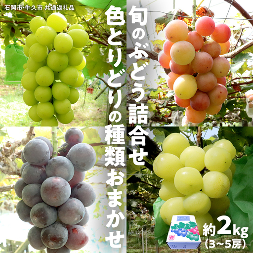 旬のぶどう詰合せ 色とりどりの種類おまかせ 約2kg(3〜6房) (石岡市 共通返礼品) ぶどう シャインマスカット 巨峰 詰め合わせ 果物 フルーツ 旬 人気 産直 採れたて 新鮮 秋 国産 [ 2026年9月中旬から発送開始 ]