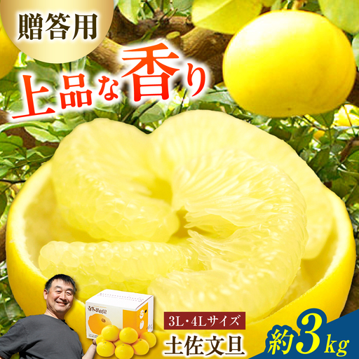 【先行予約】果樹園直送！土佐文旦 特選品贈答用（3L?4Lサイズ）約3kg（5個入り） 高知県土佐市 【株式会社SHIRAKI】 [BQAI002]