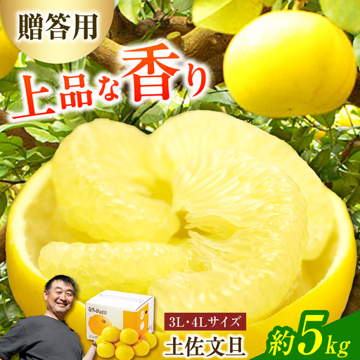 【先行予約】【果樹園直送】土佐文旦 特選品贈答用 約5kg 3Lから4Lサイズ 7から8個入り〈2027年2月中旬から3月中旬頃発送〉高知県 土佐市【白木果樹園】 [BQAI001]