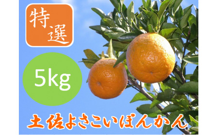 ＜先行予約＞土佐よさこいぽんかん【特選5kg】　JA01 [JT-01] 【JA土佐あき 甲浦柑橘部】