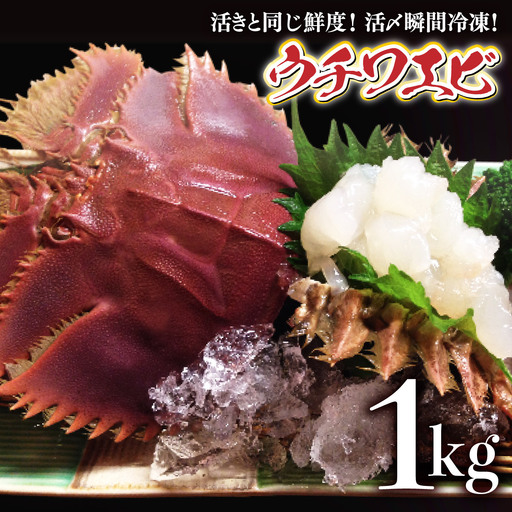 活〆ウチワエビ6~10匹 1000gセット＜数量限定＞ S209 【株式会社森海家】