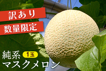 [訳あり]純系マスクメロン1玉[10月発送分]