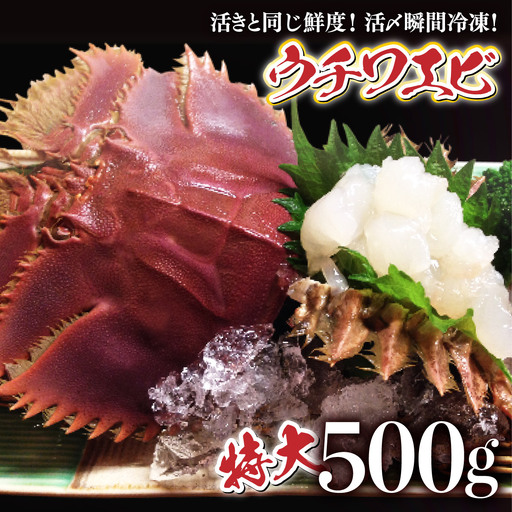 活〆ウチワエビ特大 500g(3尾)