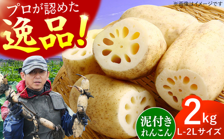 [2026年8月上旬発送]田島屋れんこん 2kg(泥付き) / れんこん / 佐賀県 