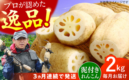 [2027年1月発送][全3回定期便]田島屋れんこん(泥付き) 計6kg(2kg×3回) / れんこん / 佐賀県 