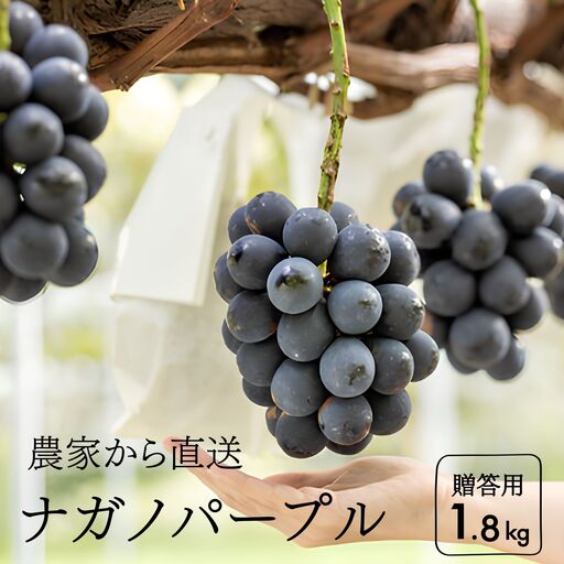 ナガノパープル 贈答 約1.8kg　長野県松川町産[KG03]//ぶどう 果物 フルーツ 贈答 産地直送