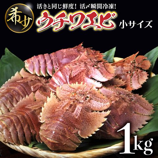天然ほんまもん！ウチワエビ(小) 1000g(12~14尾前後)