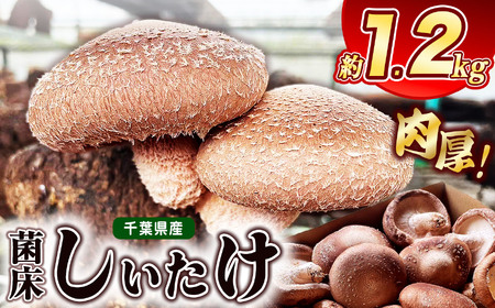 肉厚 しいたけ 約1.2kg ≪10月中旬から順次発送≫ | 伊藤農園 野菜 きのこ キノコ 菌床 しいたけ シイタケ 肉厚 千葉 君津 きみつ