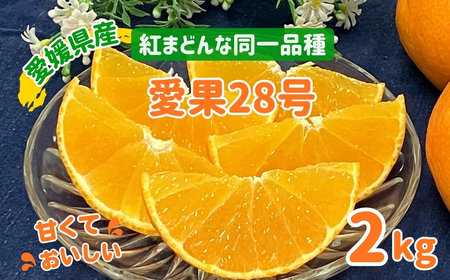 [2026年先行予約]愛果28号 2kg みかん 紅まどんなと同一品種 農園直送 [12月上旬から順次発送予定] 愛媛 数量限定 愛媛県産 人気 柑橘 伊予市|