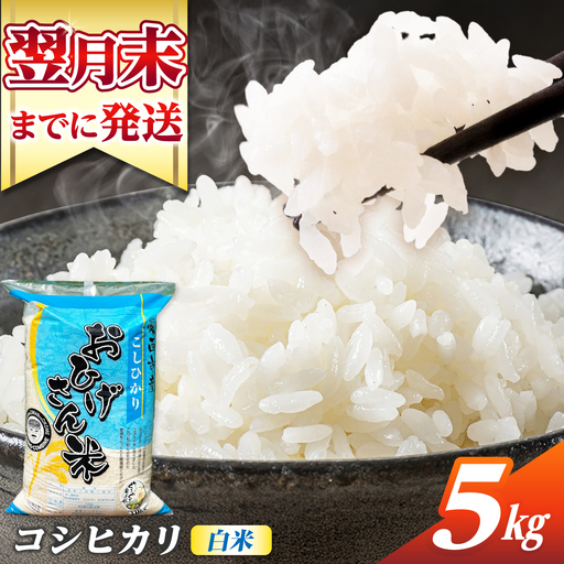 コシヒカリ 白米 5kg [AECP021-1] コシヒカリ