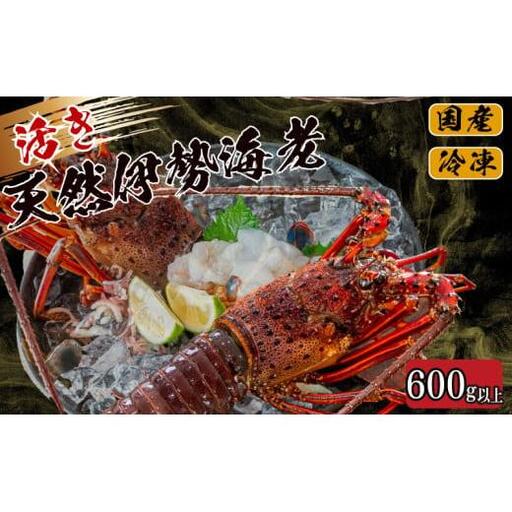 [伊勢海老] 活き伊勢海老 600g以上