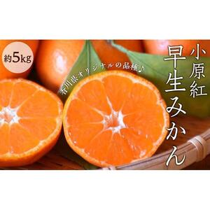 小原紅早生みかん 約5kg（約30～60個）