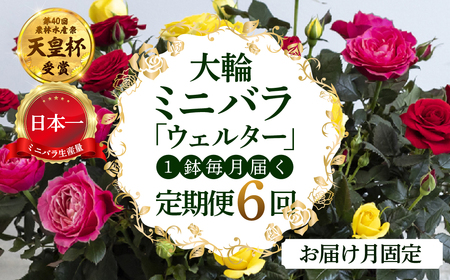 [定期便]全6回 産地直送 大輪系 ミニバラ鉢植 ウェルター 1鉢 × 6回 [お届け月固定] 種類おまかせ 特別 四季咲き バラ 花 ガーデニング 生産量 日本一 天皇杯 ※沖縄 離島配送不可 薔薇 セントラルローズ