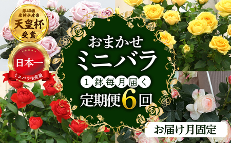 [定期便]全6回 産地直送 ミニバラ鉢植 1鉢 × 6回 [お届け月固定] 種類おまかせ 四季咲き バラ 花 ガーデニング 生産量 日本一 天皇杯 ※沖縄 離島配送不可 薔薇 セントラルローズ