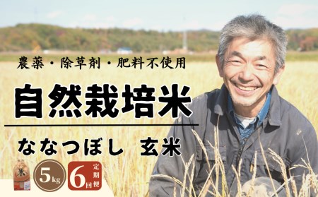 【全6回定期便】【玄米】 自然栽培米 角田玄米（ななつぼし）5kg《厚真町》【カクタファーム】 [AXAR002] 米 お米 玄米 ななつぼし ご飯 北海道 定期便
