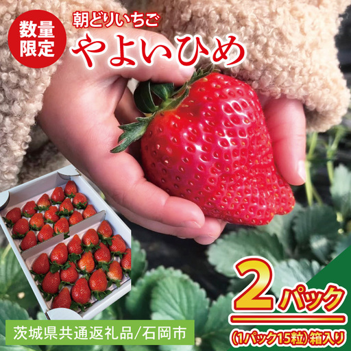 【1月中旬より順次発送】【数量限定】【朝採れ】いちご やよいひめ特選2パック【茨城県共通返礼品／石岡市】（KU-12）