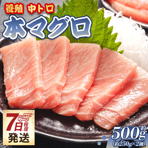 本マグロ 中トロ 2柵(500g) 中トロ oo-0019