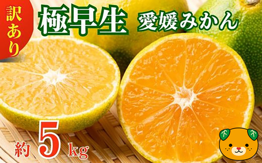 愛媛みかん 極早生 5kg 早生みかん 蜜柑 みかん 温州みかん 極早生 早生 愛媛みかん オレンジ サイズミックス 果物 フルーツ 柑橘 人気 サイズ 不揃い 愛媛県 愛南町青果市場 発送期間：2024年10月初旬～10月末(なくなり次第終了) みかん 早生みかん みかん 早生みかん みかん 早生みかん みかん 早生みかん みかん 早生みかん みかん 早生みかん みかん 早生みかん みかん 早生みかん みかん 早生みかん みかん 早生みかん