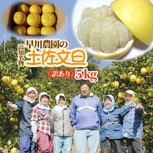 土佐文旦 5kg 令和9年2月中旬以降発送 訳あり 早川農園 柑橘 [土佐文旦][R01372]