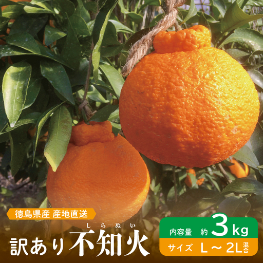 訳あり 不知火 約3kg L～2L 不知火 不知火 柑橘 みかん