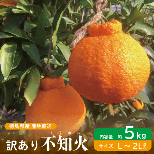 【 不知火 】訳あり 不知火 約 5kg L～2L 