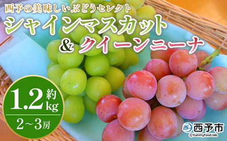 先行予約[西予の美味しいぶどう セレクトセット/シャインマスカット&クイーンニーナ 約1.2kg] 果物 くだもの フルーツ ぶどう 葡萄 ブドウ セット 食べ比べ 野菜ソムリエ 食べて応援 特産品 産地直送 西予倶楽部 愛媛県 西予市[冷蔵]『8月下旬から9月上旬迄に順次出荷予定』OMC0004