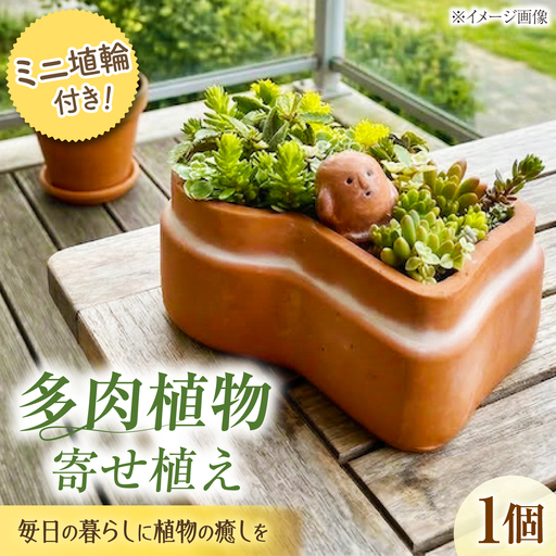 多肉植物 寄せ植え 前方後円墳型 多肉植物