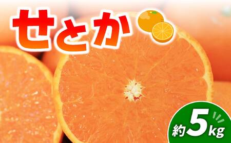 せとか 5kg | みかん 愛媛 果物 [2027年2月頃から順次発送][MM0102]