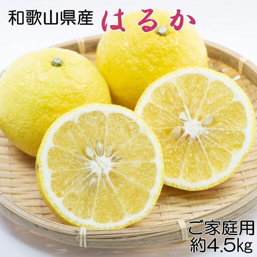 ［さわやか柑橘］和歌山県産はるかみかん約4.5kg（サイズ混合　ご家庭用）★2027年2月下旬頃より順次発送［TM161］