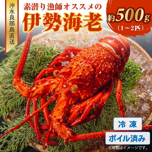 沖永良部島 直送 ! 素潜り漁師 オススメ の ボイル済み 冷凍 伊勢海老 約 500g ( 1 〜 2匹 )! W030-017 海鮮 エビ