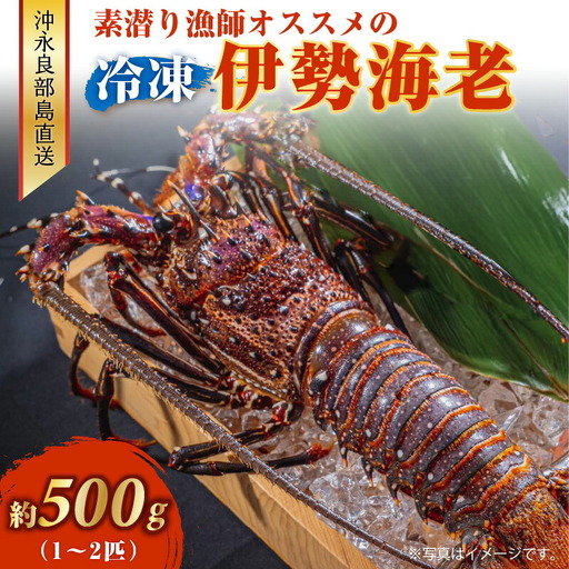 沖永良部島 直送 ! 素潜り漁師 オススメ の 冷凍 伊勢海老 約 500g ( 1 〜 2匹 )! W030-018 海鮮 エビ